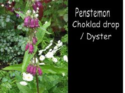 Penstemonchokladdrop  Penstemon choklad drop/ Dyster penstemon