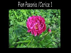 Paeonialukt  Paeonia Lukt Pion Cerice