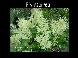 Plymspirea  Plymspirea