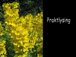 Praktlysing  Praktlysing