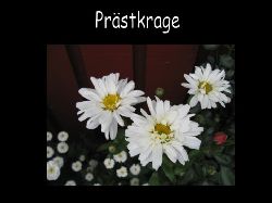 Prastkrage  St lite yvig r denna prstkrage , skulle kunna var lite av Crasy daisy