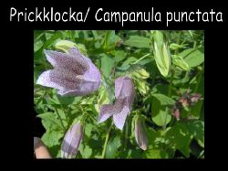 Prickklocka  Prickklocka Campanula punctata
