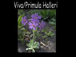 Primula  Primula Halleri St lila viva