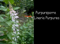 Purpursporre  Purpursporre Linaria purpurea