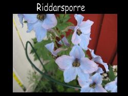 Riddarsporre  delphinium  Riddarsporre Delphinium Lila - Ljusbl st!