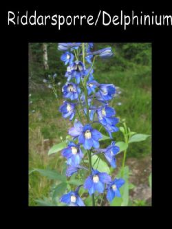 Riddarsporredelphinium  Riddarsporre Delphinium