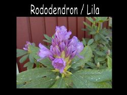 Rododendronlila