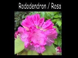 Rododendronrosa  Rododendron Rosa