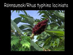 Ronnsumak  Rnnsumak