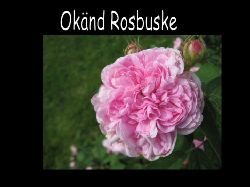 Rosbuske  Rosbuske