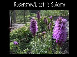 Rosenstav  Rosenstav Liastrisspicata