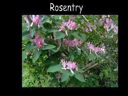 Buskerosentry  Rosentry Buske