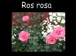 Rosrosa  Ros rosa rabatt