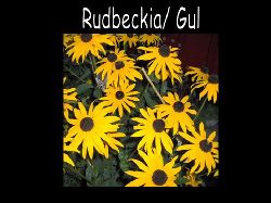 Rudbeckia  Rudbeckia gul