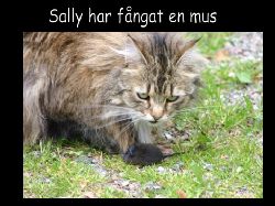 Sally