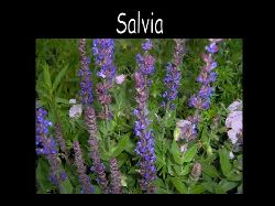 Salvia  Salvia