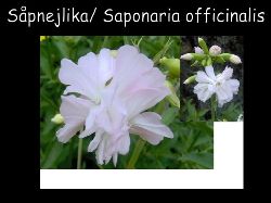 Sapnejlika  Spnejlika gammal trdgrdvxt som faktiskt luktar tvl.