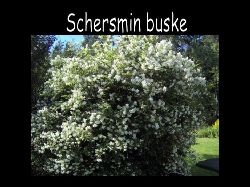 Schersminbuske  Schersmin buske