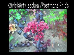 Sedum Krleks rt Postmans Pride  Ur lcker r denna Sedum Postmans Pride med sina svarta blad och otroligt vackra starkt lysande blommor , vilken kontrast!