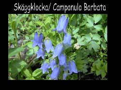 Skaggklocka  Skggklocka Campanula Barbata bl s st!!