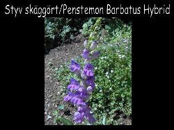 Skaggort   Styv Skggrt Penstemon Barbatus Hybrid jtte fin..