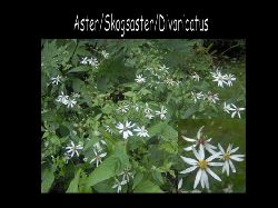 Skogsaster  Skogs Aster / Divaricatus skir vit jtte fin