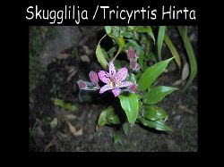 Skugglilja  Skugglilja Tricyrtis hirta vacker