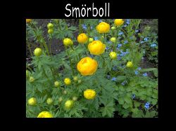 Smorboll  Smrboll vanlig gul , bullerblomster, trollius europaeus