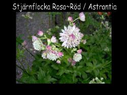 Stjarnflocka  Stjrnflocka Astrantia rosa ~rd