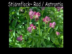 Stjarnflocka  Stjrnflocka Astrantia rd