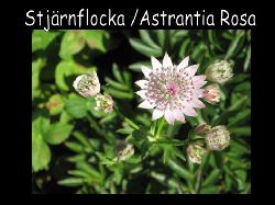 Stjrnflocka Astrantia rosa  Stjrnflocka Astrantia rosa  s fin med sina stndarknappar.