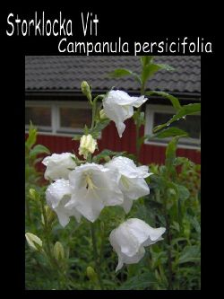 Storklocka  Storklocka campanula Percsicifolia Vit sttlig stora blommor  underbar