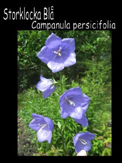 Storklocka  Storklocka campanula Percsicifolia bl sttlig stora blommor  underbar