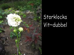 Storklocka  Storklocka campanula Percsicifolia dubbel vit underbar