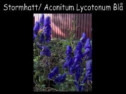 Stormhatt  Stormhatt Bl Aconitum lycoctonum gammal trdgrdsvxt sttlig
