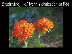 studentnejlika  Studentnejlika Rd Lychnis Chalcedonice , den har mnga namn Brinnande krlek , Jerusalemsblomster, Malteserkors Studentkrlek, gammaltrdgrdvxt.