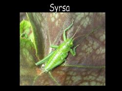 Syrsa  Syrsa