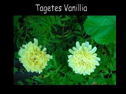 Tagetes Vanillia  Tagetes Vanillia