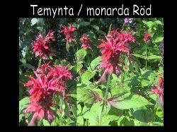 Temyntamonarda  Rd Temynta Monarda