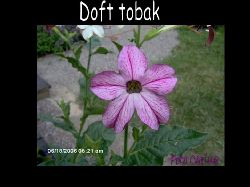 Tobak1  Dofttobak , blomster tobak