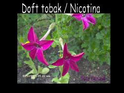 Tobak  Dofttobak , blomster tobak