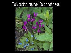 Tolvgudablommadodecatheon1  Tolvgudablomma Dodecatheon en cerice mindre hg blomma