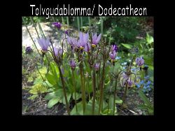 Tolvgudablommadodecatheon  Tolvgudablomma Dodecatheon en rosa stor blomma