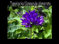 Toppklocka  Toppklocka campanula glomerata