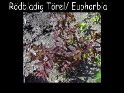 Torel  Rd Trel Euphorbia