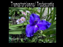 Tremastarblomma   Tremastarblomma Tradescantia