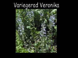 veronikavariegerad  Variegerad Veronika med bl blommor