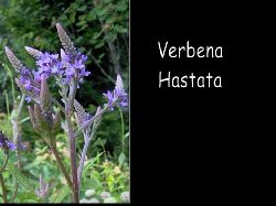 Verbenahastata  Verbena Hastata