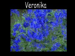 Veronika  Veronika kanon lcker frg!