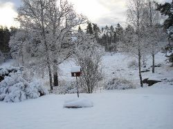 Vinter1  Viterbild